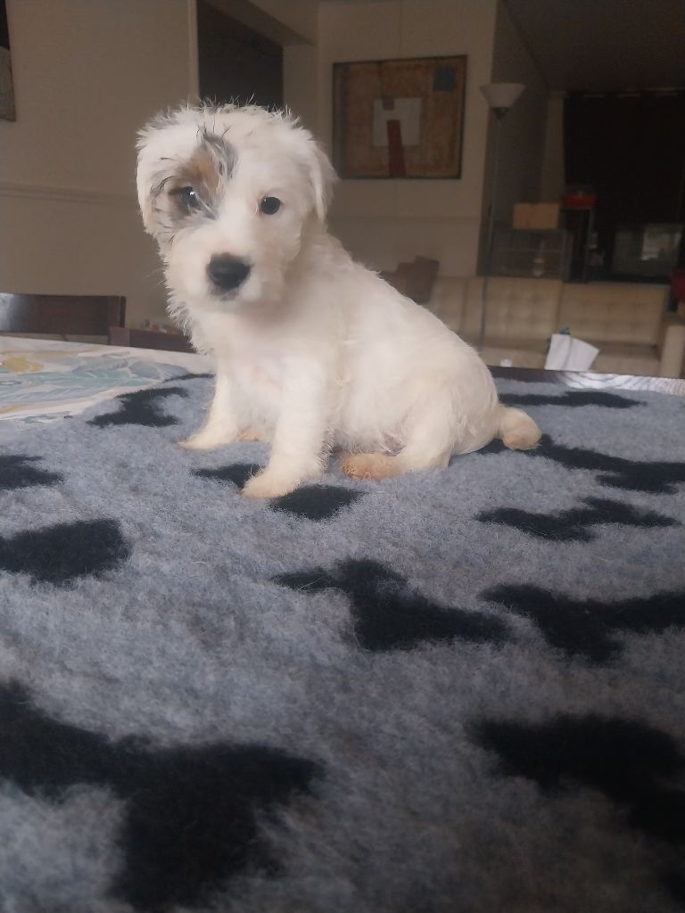 Des Songes D'Exodus - Chiot disponible  - Parson Russell Terrier