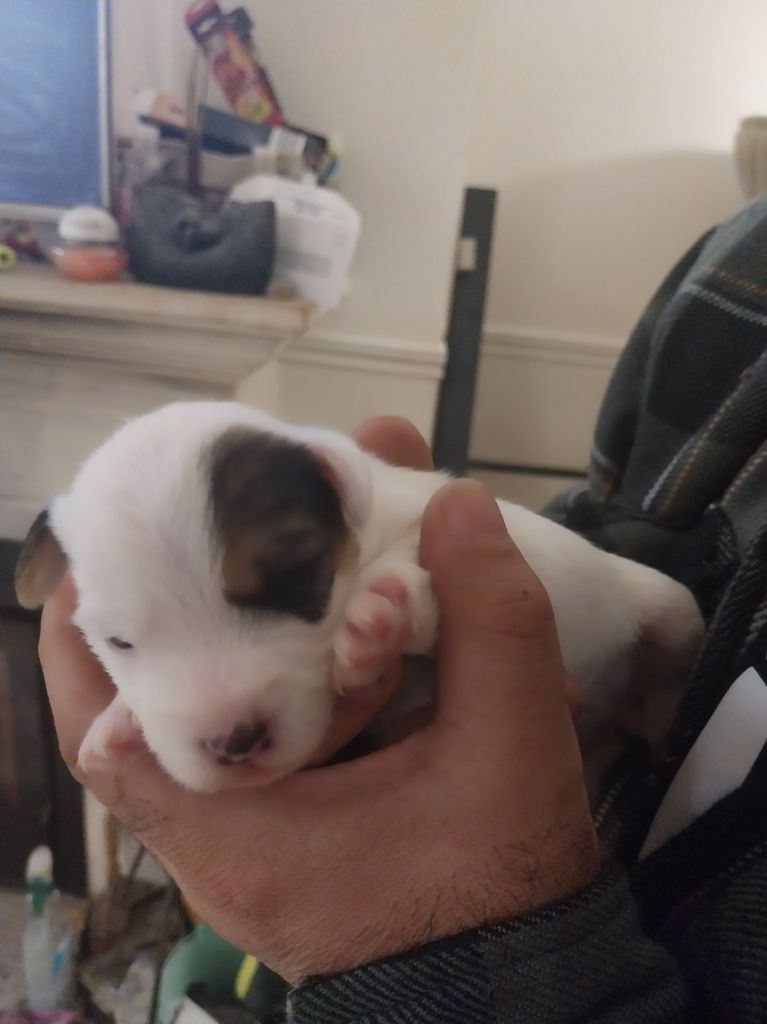 Des Songes D'Exodus - Chiot disponible  - Parson Russell Terrier