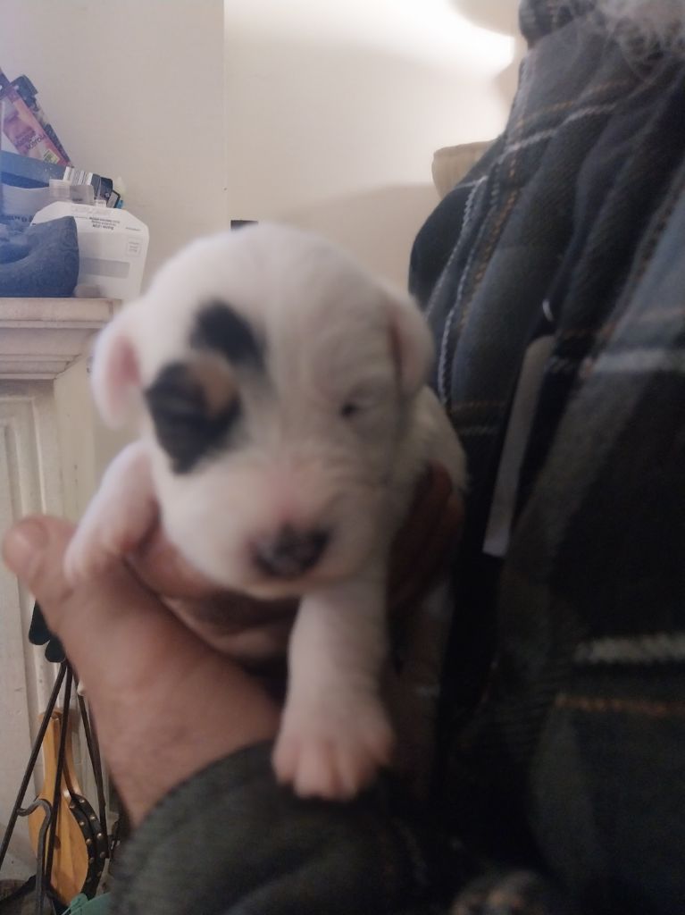 Des Songes D'Exodus - Chiot disponible  - Parson Russell Terrier